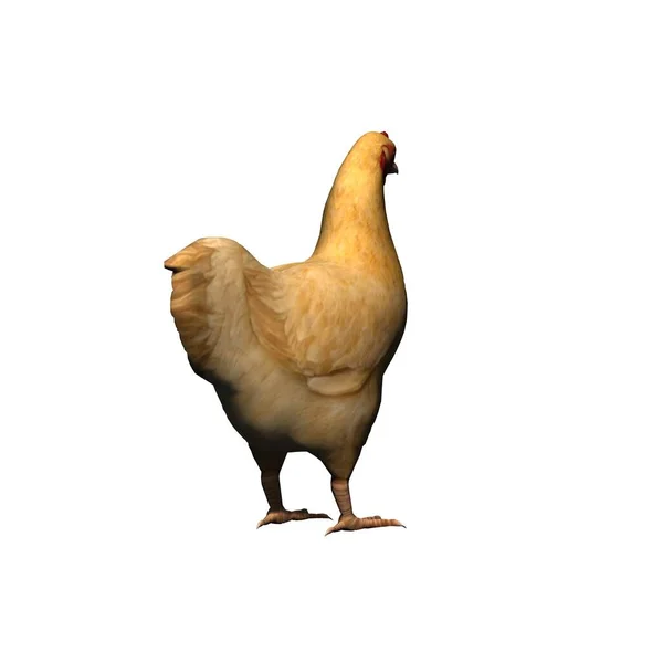 農場の動物 茶色の鶏 白い背景に隔離された 3Dイラスト — ストック写真