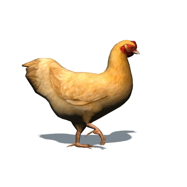 Boerderij Dieren Bruine Kip Met Schaduw Vloer Geïsoleerd Witte Achtergrond — Stockfoto