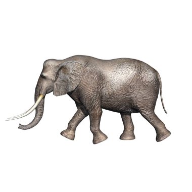 Vahşi hayvanlar - fil - beyaz arka planda izole - 3 boyutlu illüstrasyon