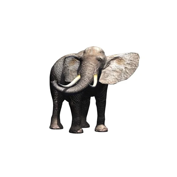 Wilde Dieren Olifant Geïsoleerd Witte Achtergrond Illustratie — Stockfoto