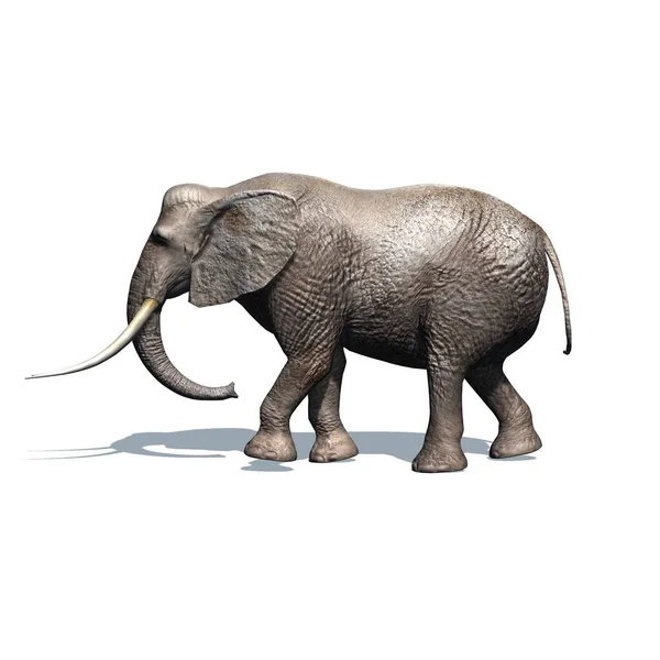 Wilde Dieren Olifant Met Schaduw Vloer Geïsoleerd Witte Achtergrond Illustratie — Stockfoto