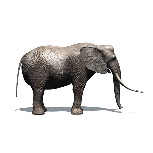 Vadon Élő Állatok Elefánt Árnyékkal Padlón Elszigetelt Fehér Háttér Illusztráció — Stock Fotó