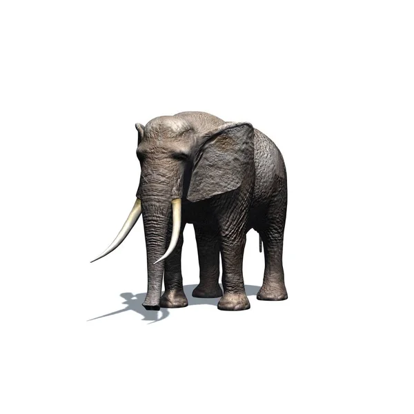 Animali Selvatici Elefante Con Ombra Sul Pavimento Isolato Sfondo Bianco — Foto Stock