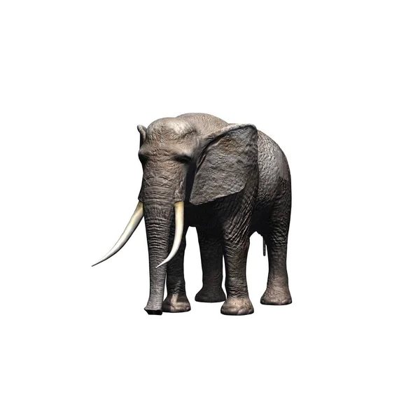Vadon Élő Állatok Elefánt Elszigetelt Fehér Háttér Illusztráció — Stock Fotó