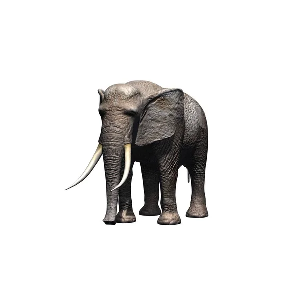 Animaux Sauvages Éléphant Isolé Sur Fond Blanc Illustration — Photo