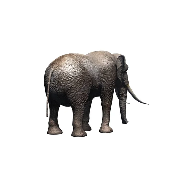 Animaux Sauvages Éléphant Isolé Sur Fond Blanc Illustration — Photo