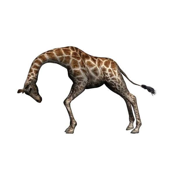Animale Sălbatice Girafă Izolate Fundal Alb Ilustrație — Fotografie, imagine de stoc