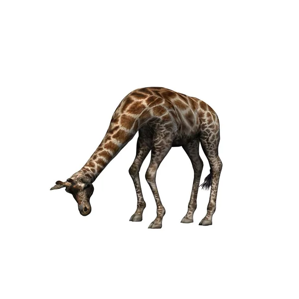 Animais Selvagens Girafa Isolado Sobre Fundo Branco Ilustração — Fotografia de Stock