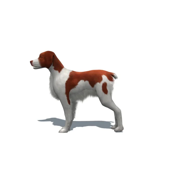 農場の動物 床に影のあるブリタニー犬 白い背景に隔離された 3Dイラスト — ストック写真