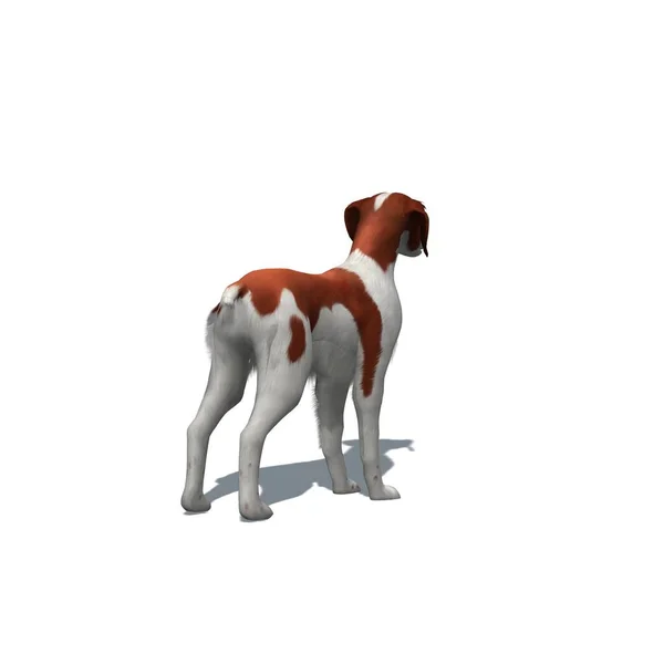 Gårdsdjur Bretagne Hund Med Skugga Golvet Isolerad Vit Bakgrund Illustration — Stockfoto