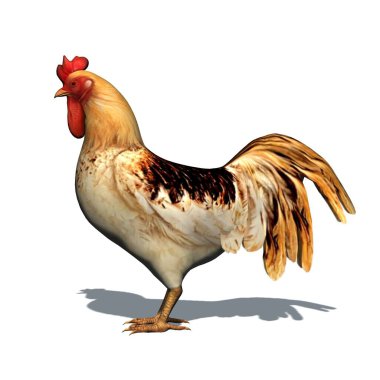 Çiftlik hayvanları - yerde gölgesi olan horoz - beyaz arka planda izole - 3 boyutlu illüstrasyon