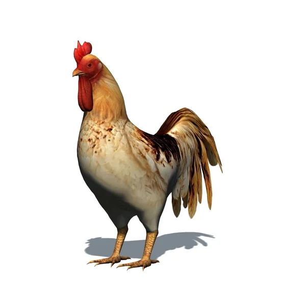 農場の動物 床に影のある鶏 白い背景に隔離された 3Dイラスト — ストック写真