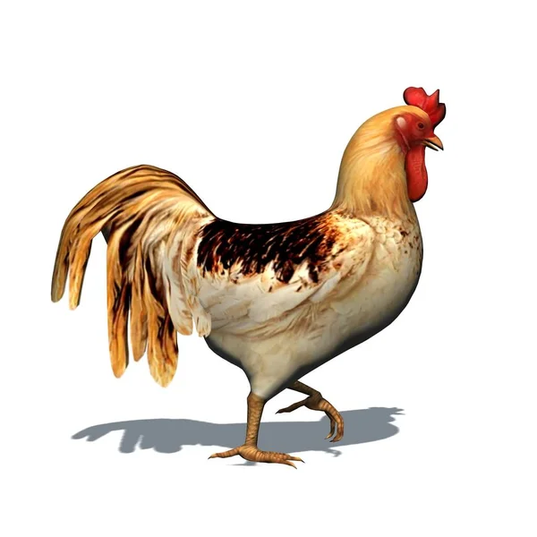 農場の動物 床に影のある鶏 白い背景に隔離された 3Dイラスト — ストック写真