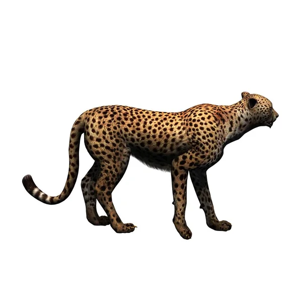Divoká Zvířata Gepard Izolované Bílém Pozadí Ilustrace — Stock fotografie