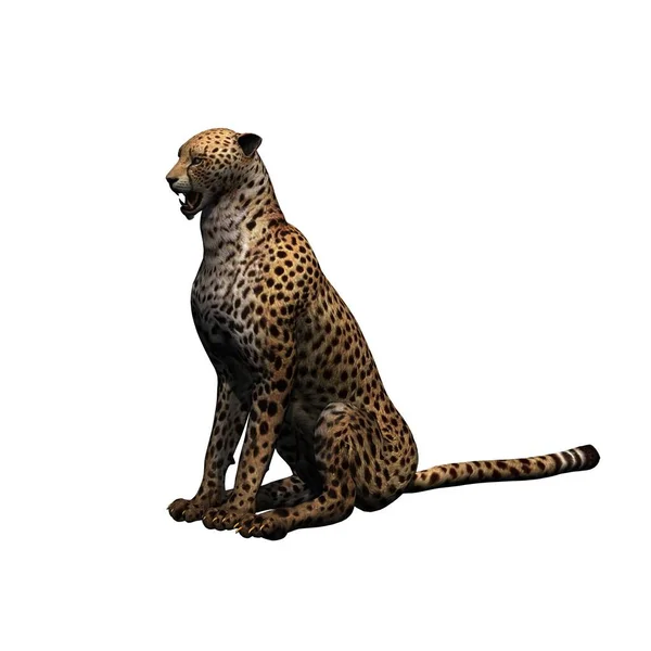 野生動物 Cheetah 白の背景に隔離された 3Dイラスト — ストック写真