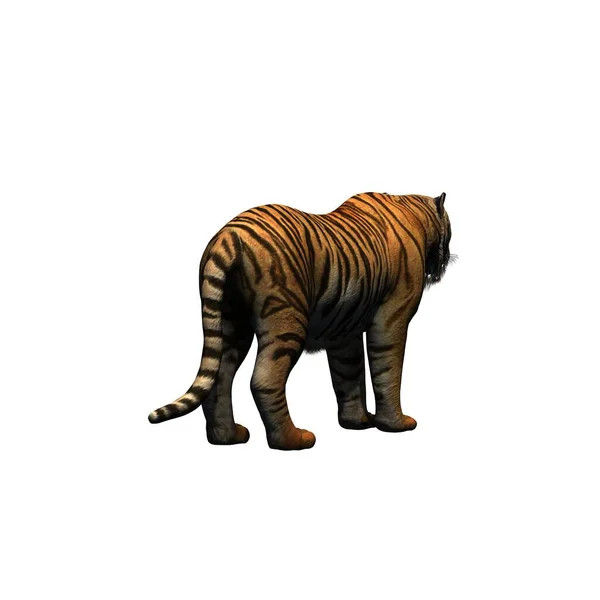 野生動物 タイガー 白地に隔離された 3Dイラスト — ストック写真