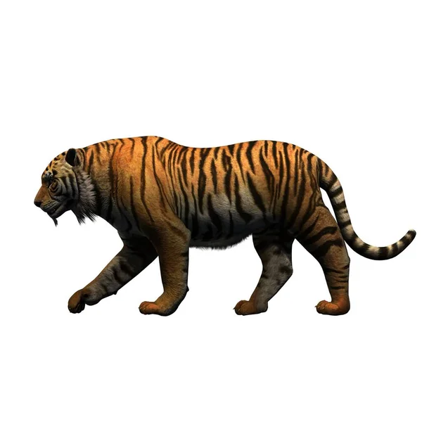 Wild Animals Tiger Isolated White Background Illustration — Stock Photo, Image