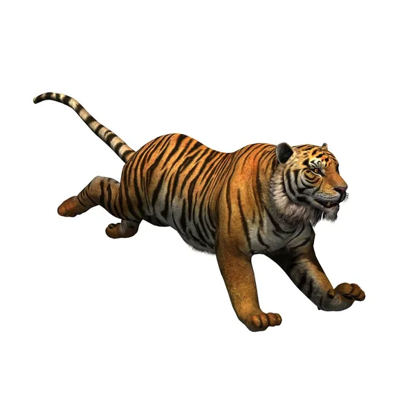 Animaux Sauvages Tigre Isolé Sur Fond Blanc Illustration — Photo