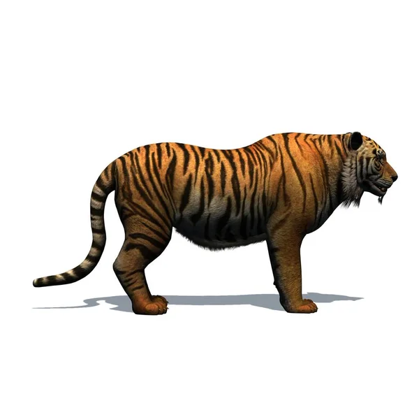 Animales Salvajes Tigre Con Sombra Suelo Aislado Sobre Fondo Blanco — Foto de Stock