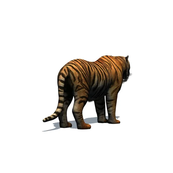 Animais Selvagens Tigre Com Sombra Chão Isolado Sobre Fundo Branco — Fotografia de Stock
