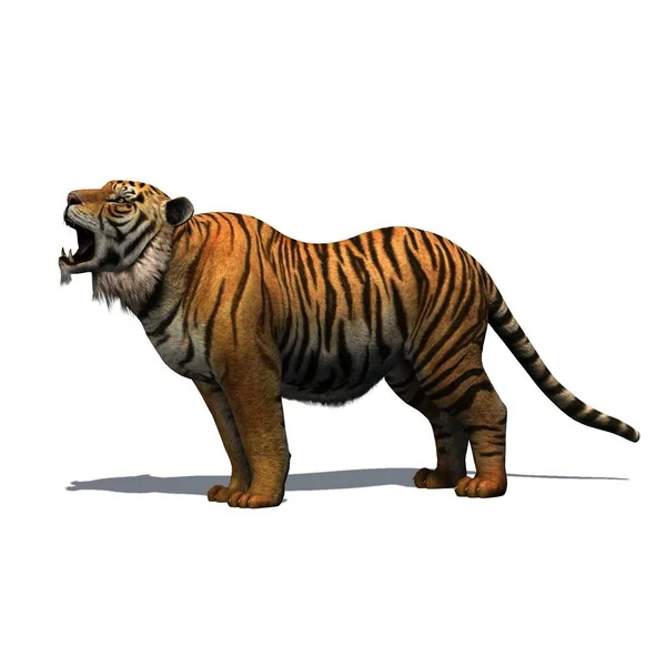 野生动物 地板上有阴影的老虎 白色背景隔离 3D插图 — 图库照片