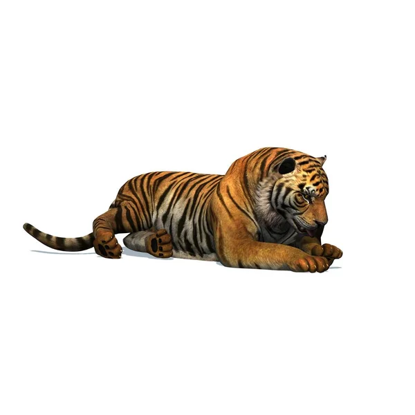 Wild Animals Tiger Shadow Floor Isolated White Background Illustration — Stock Photo, Image