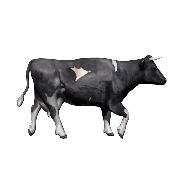 Nutztiere Kuh Isoliert Auf Weißem Hintergrund Illustration — Stockfoto