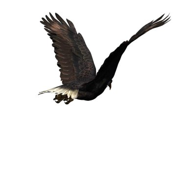Vahşi hayvanlar - kartal - beyaz arka planda izole - 3 boyutlu illüstrasyon
