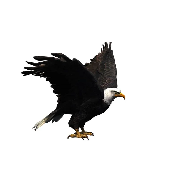 Wilde Tiere Adler Isoliert Auf Weißem Hintergrund Illustration — Stockfoto