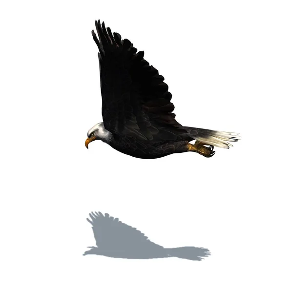 野生动物 地板上有阴影的鹰 白色背景隔离 3D插图 — 图库照片