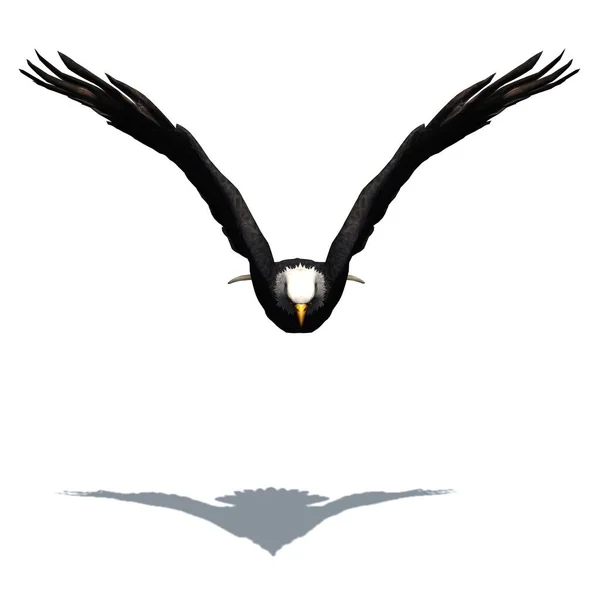 野生动物 地板上有阴影的鹰 白色背景隔离 3D插图 — 图库照片