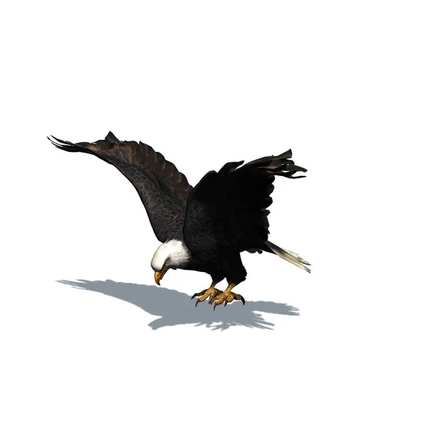 Wilde Tiere Adler Mit Schatten Auf Dem Boden Isoliert Auf — Stockfoto