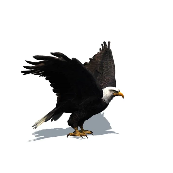 Wild Animals Eagle Shadow Floor Isolated White Background Illustration — Stock Photo, Image