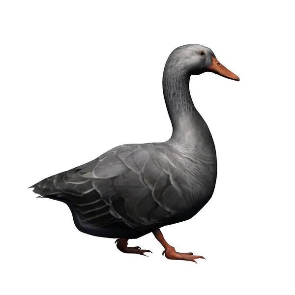 Farm Animals Gray Goose Isolated White Background Illustration — Stock Photo, Image