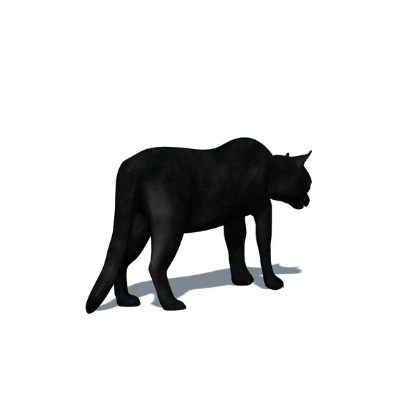 Farm Animals Cat Shadow Floor Isolated White Background Illustration — Stock Photo, Image