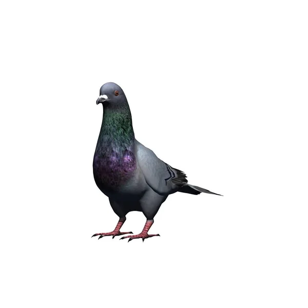 Animaux Ferme Pigeon Isolé Sur Fond Blanc Illustration — Photo