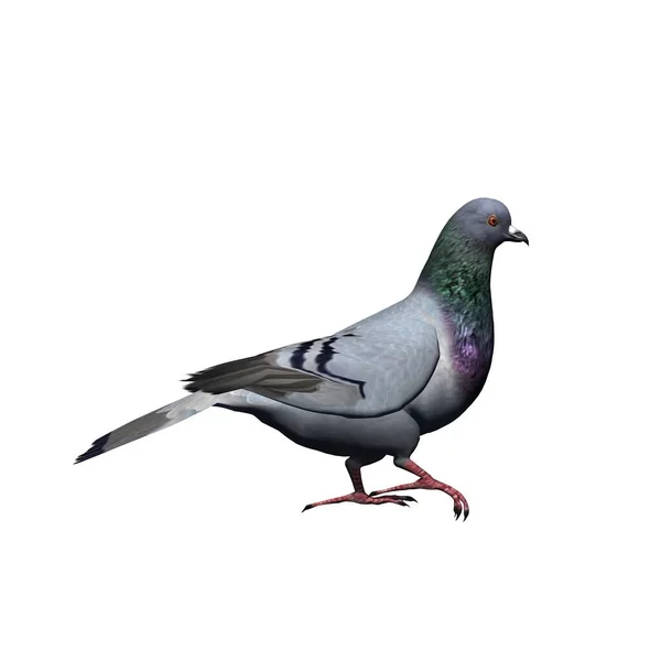 Animaux Ferme Pigeon Isolé Sur Fond Blanc Illustration — Photo