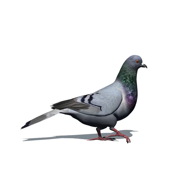 Animaux Ferme Pigeon Avec Ombre Sur Sol Isolé Sur Fond — Photo
