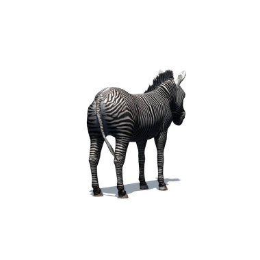 Vahşi hayvanlar - yerde gölgesi olan zebra - beyaz arka planda izole edilmiş - 3 boyutlu illüstrasyon