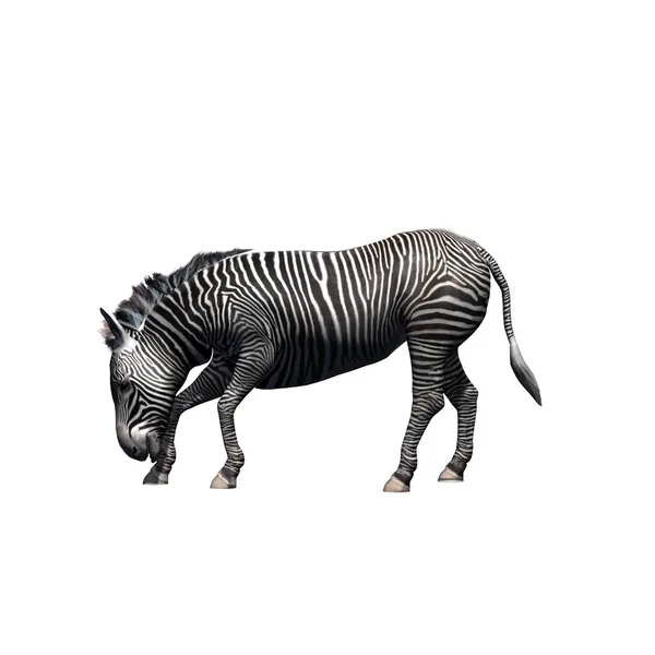 Wilde Dieren Zebra Geïsoleerd Witte Achtergrond Illustratie — Stockfoto