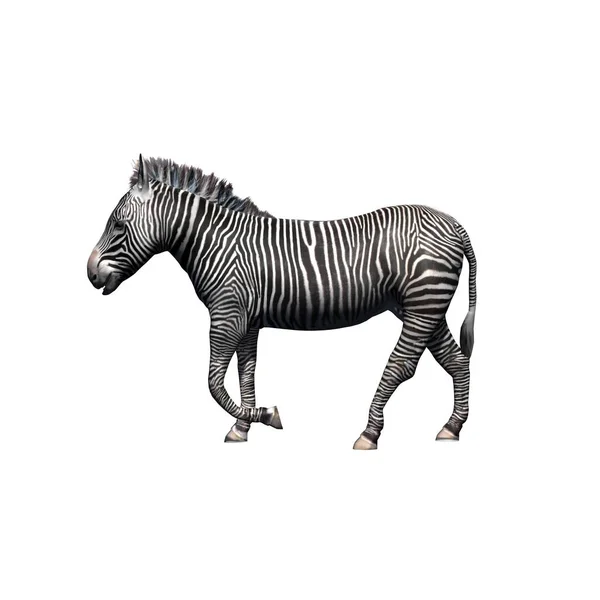 Wilde Dieren Zebra Geïsoleerd Witte Achtergrond Illustratie — Stockfoto