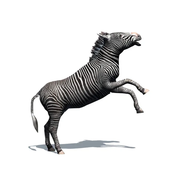 Animais Selvagens Zebra Com Sombra Chão Isolados Sobre Fundo Branco — Fotografia de Stock