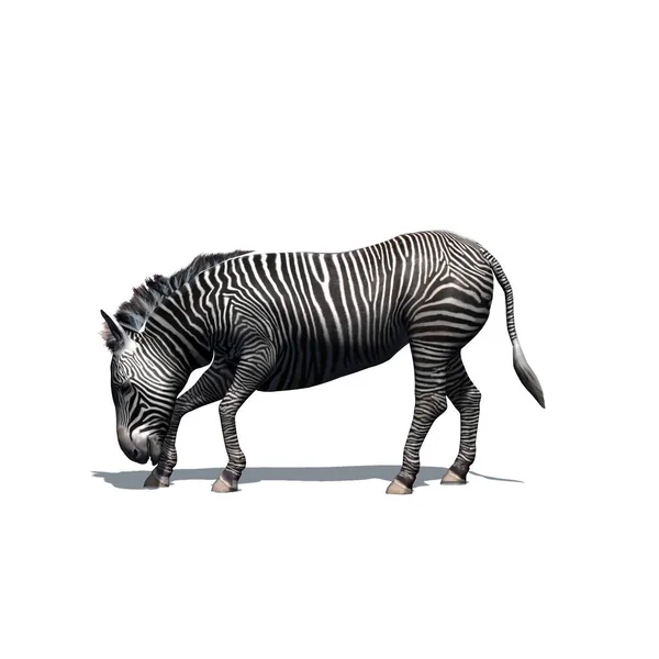 Animais Selvagens Zebra Com Sombra Chão Isolados Sobre Fundo Branco — Fotografia de Stock