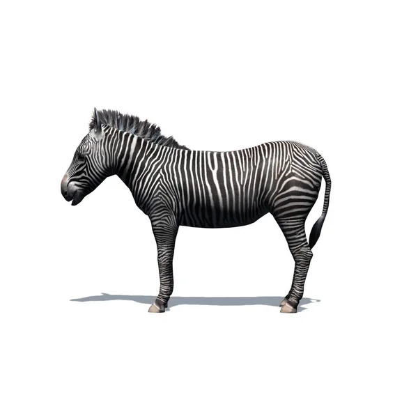 Vilde Dyr Zebra Med Skygge Gulvet Isoleret Hvid Baggrund Illustration - Stock-foto
