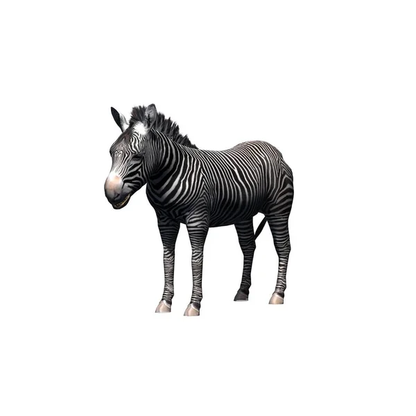Vadon Élő Állatok Zebra Elszigetelt Fehér Háttér Illusztráció — Stock Fotó
