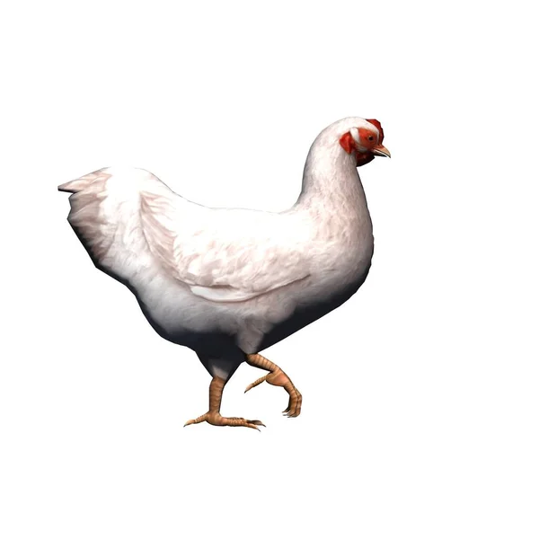 農場の動物 白い鶏 白い背景に隔離された 3Dイラスト — ストック写真