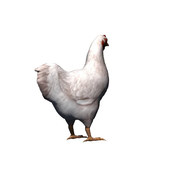 Animais Fazenda Frango Branco Isolado Fundo Branco Ilustração — Fotografia de Stock