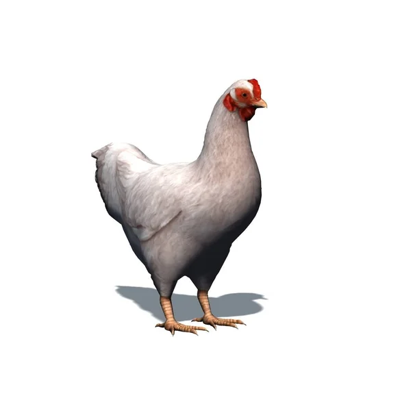 農場の動物 床に影のある白い鶏 白い背景に隔離された 3Dイラスト — ストック写真