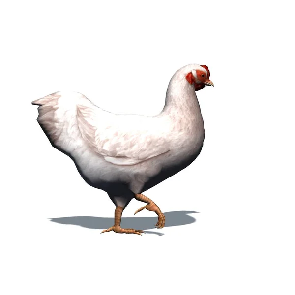 Animais Fazenda Frango Branco Com Sombra Chão Isolado Fundo Branco — Fotografia de Stock