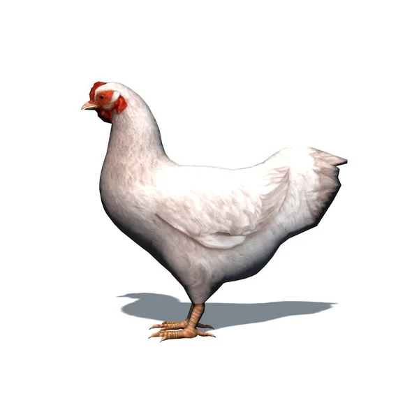 Animais Fazenda Frango Branco Com Sombra Chão Isolado Fundo Branco — Fotografia de Stock